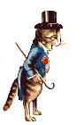 Katzen bilder