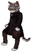 Katzen bilder