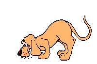 Katzen bilder