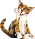 Katzen bilder