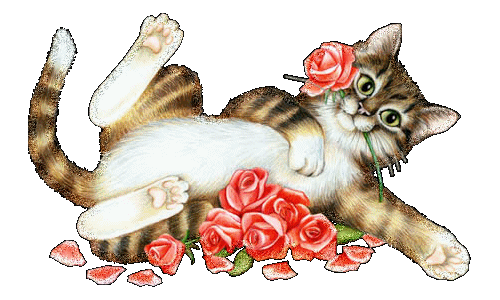 Katzen bilder