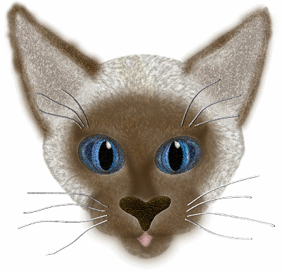 Katzen bilder