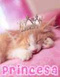 Katzen bilder