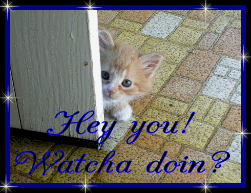 Katzen bilder