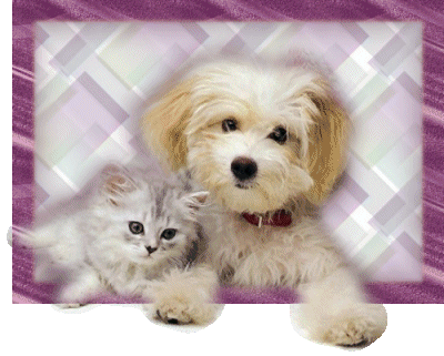 Katzen bilder