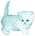 Katzen bilder