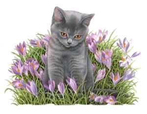 Katzen bilder