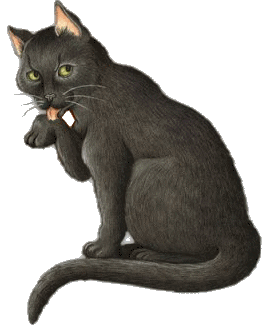 Katzen bilder