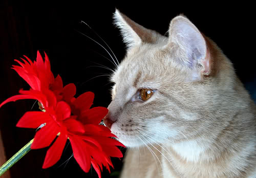 Katzen bilder