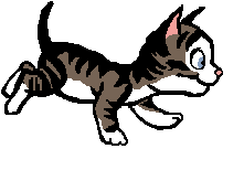 Katzen bilder