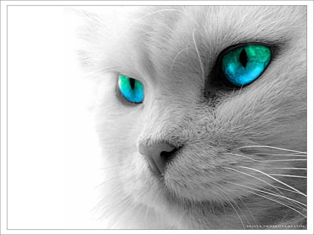 Katzen bilder