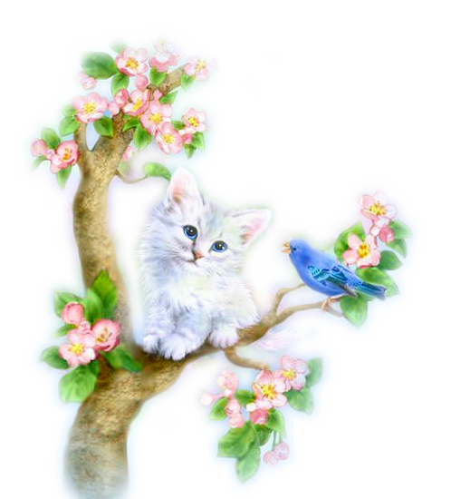 Katzen bilder