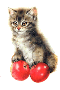 Katzen bilder