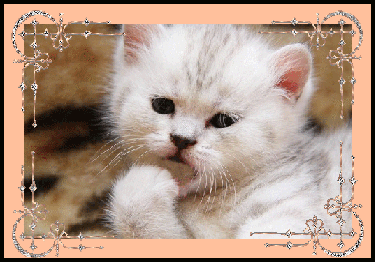 Katzen bilder