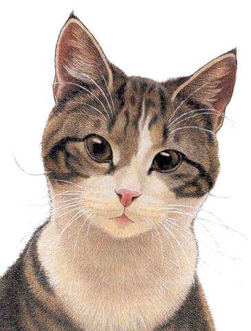 Katzen bilder
