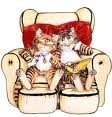 Katzen bilder