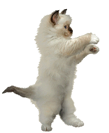 Katzen bilder