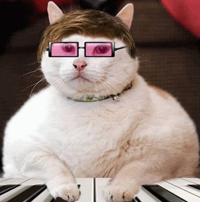 Katzen bilder