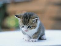 Katzen bilder