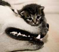 Katzen bilder
