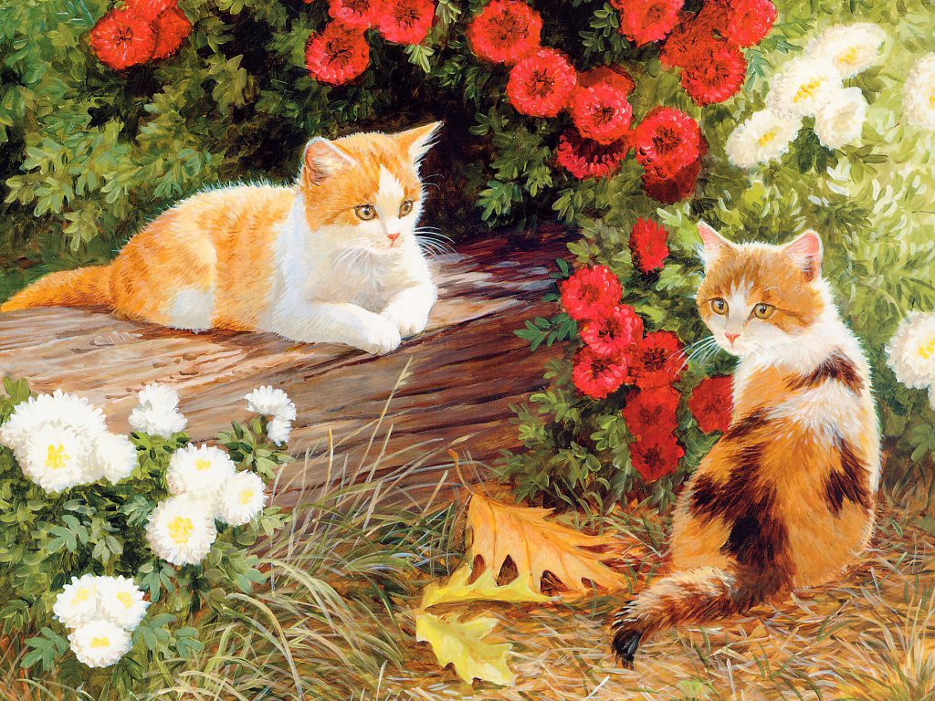 Katzen bilder