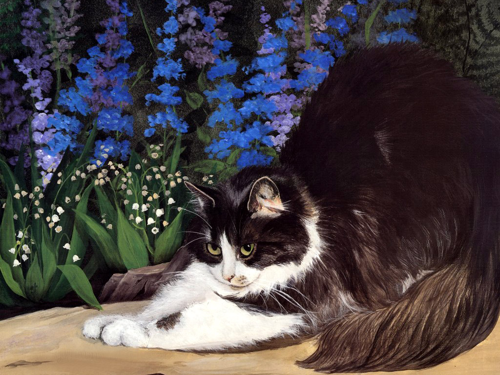 Katzen bilder