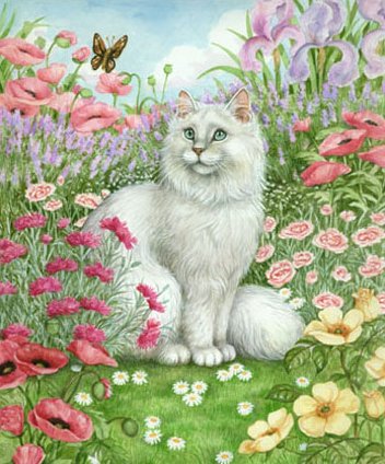 Katzen bilder