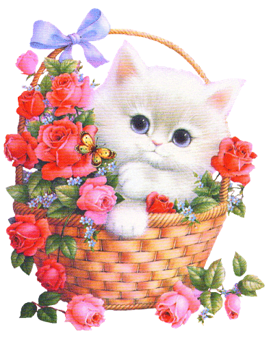 Katzen bilder