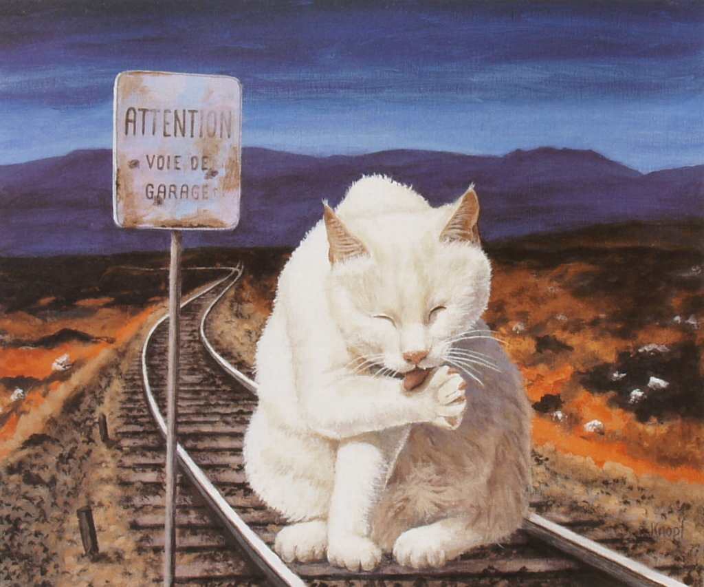 Katzen bilder