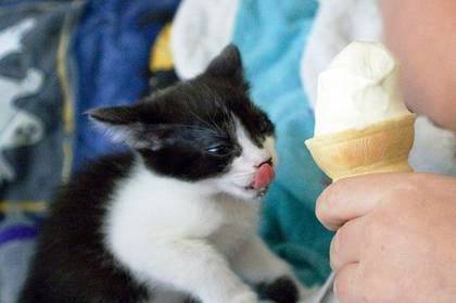 Katzen bilder
