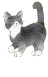 Katzen bilder