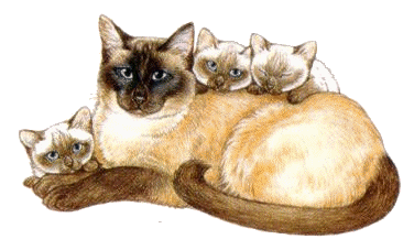 Katzen bilder