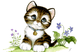 Katzen bilder