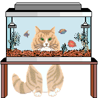 Katzen bilder