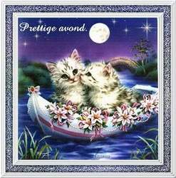 Katzen bilder
