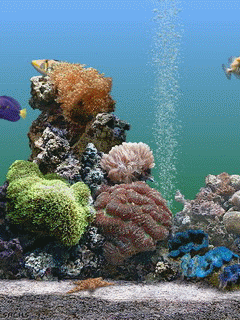 Koralle bilder