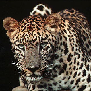 Leopard bilder