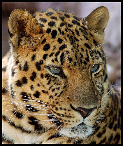 Leopard bilder