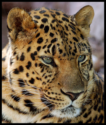 Leopard