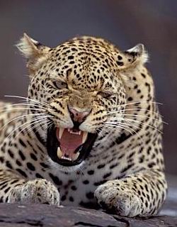 Leopard bilder