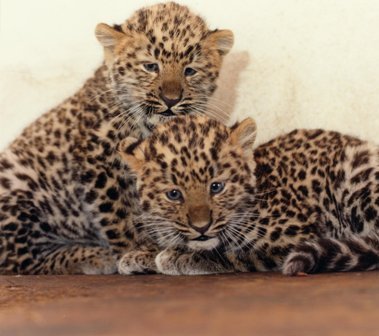 Leopard bilder