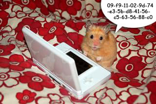 Lustige hamster bilder