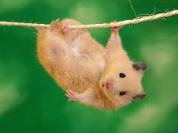 Lustige hamster bilder