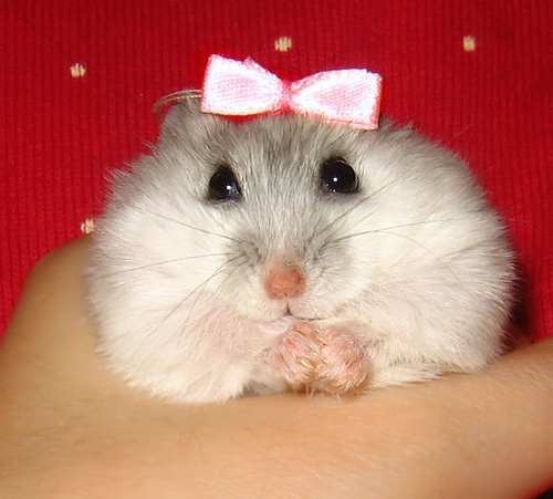 Lustige hamster