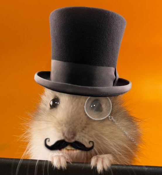 Lustige_hamster bilder