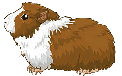 Meerschweinchen bilder