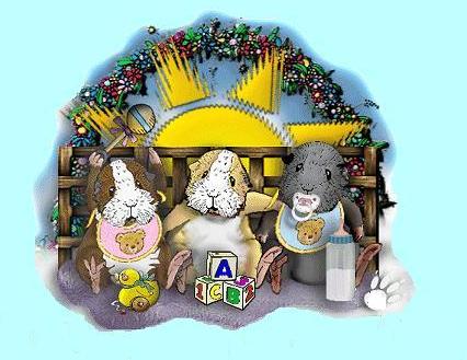 Meerschweinchen bilder