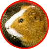 Meerschweinchen