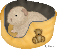 Meerschweinchen bilder