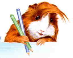 Meerschweinchen bilder